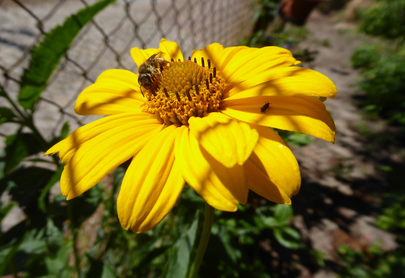 naschendes Bienchen