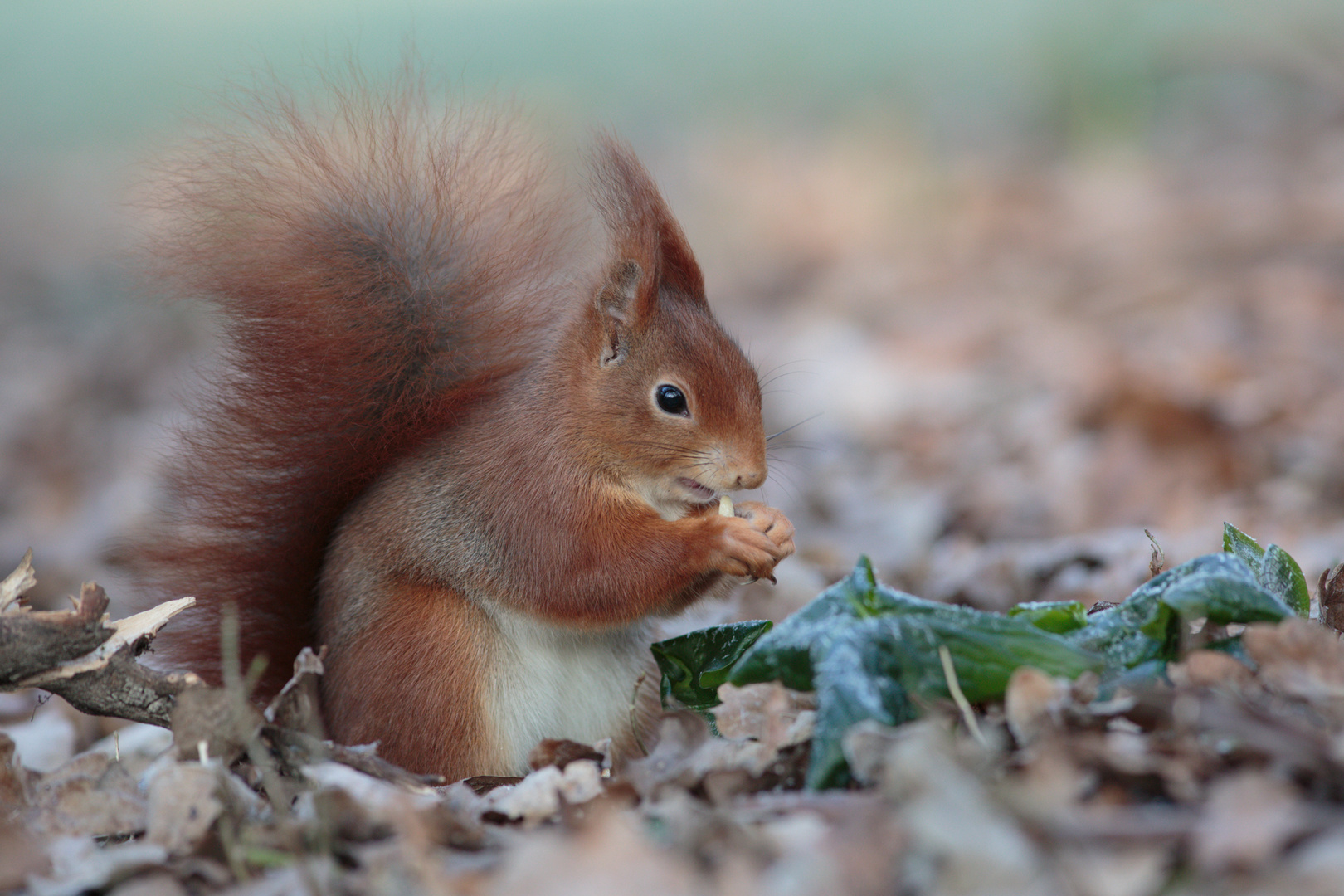 "Naschhörnchen" 