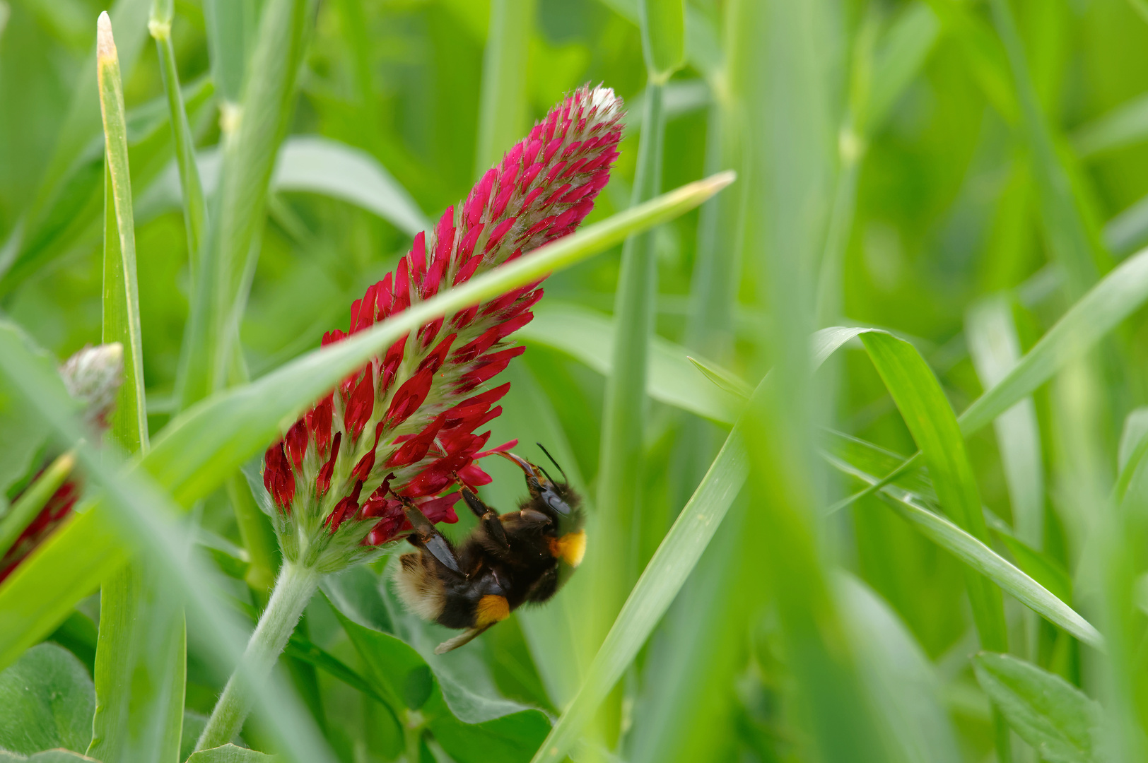 Naschhummel