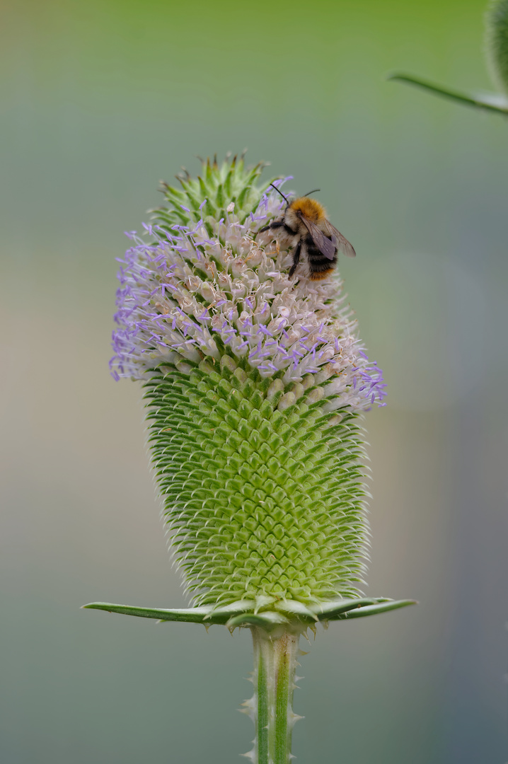 Naschhummelchen