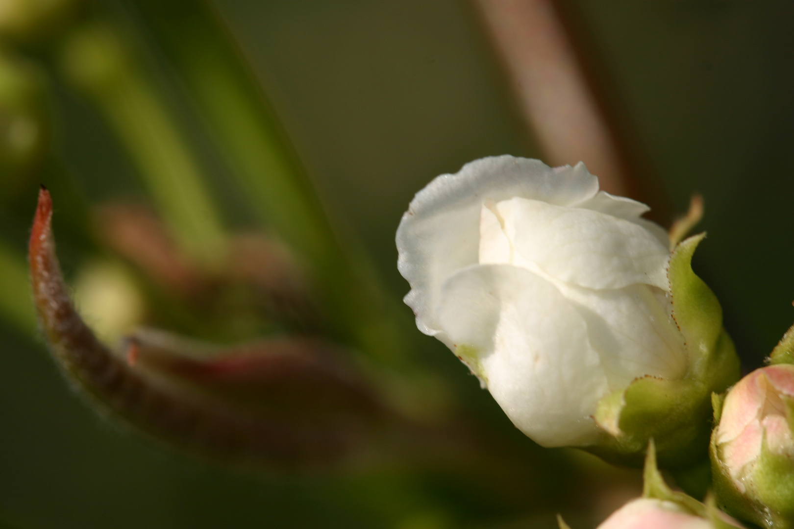 Naschibirnenbaum