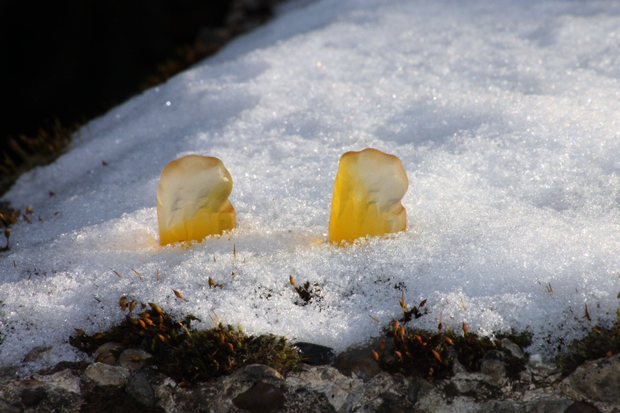 Naschies im Schnee