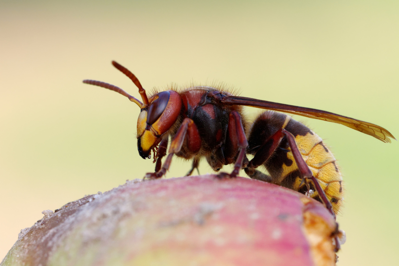 Naschkatze - Hornisse, Vespa crabro crabro germana 