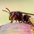 Naschkatze - Hornisse, Vespa crabro crabro germana 