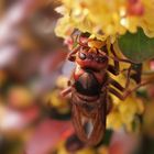 Naschmaul - Hornisse (Vespa crabro)