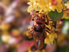 Naschmaul - Hornisse (Vespa crabro)