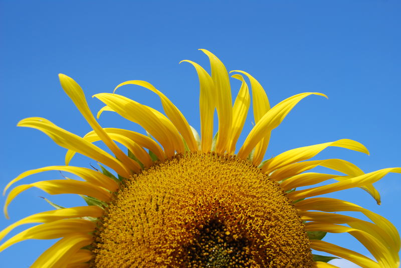 Na,schon die Sonnenblumen in der FC gezählt,hier mein Beitrag