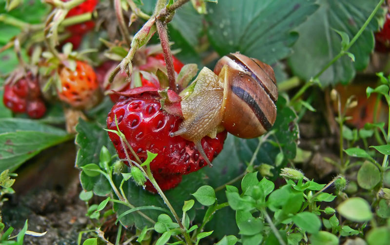 NaschSchnecke