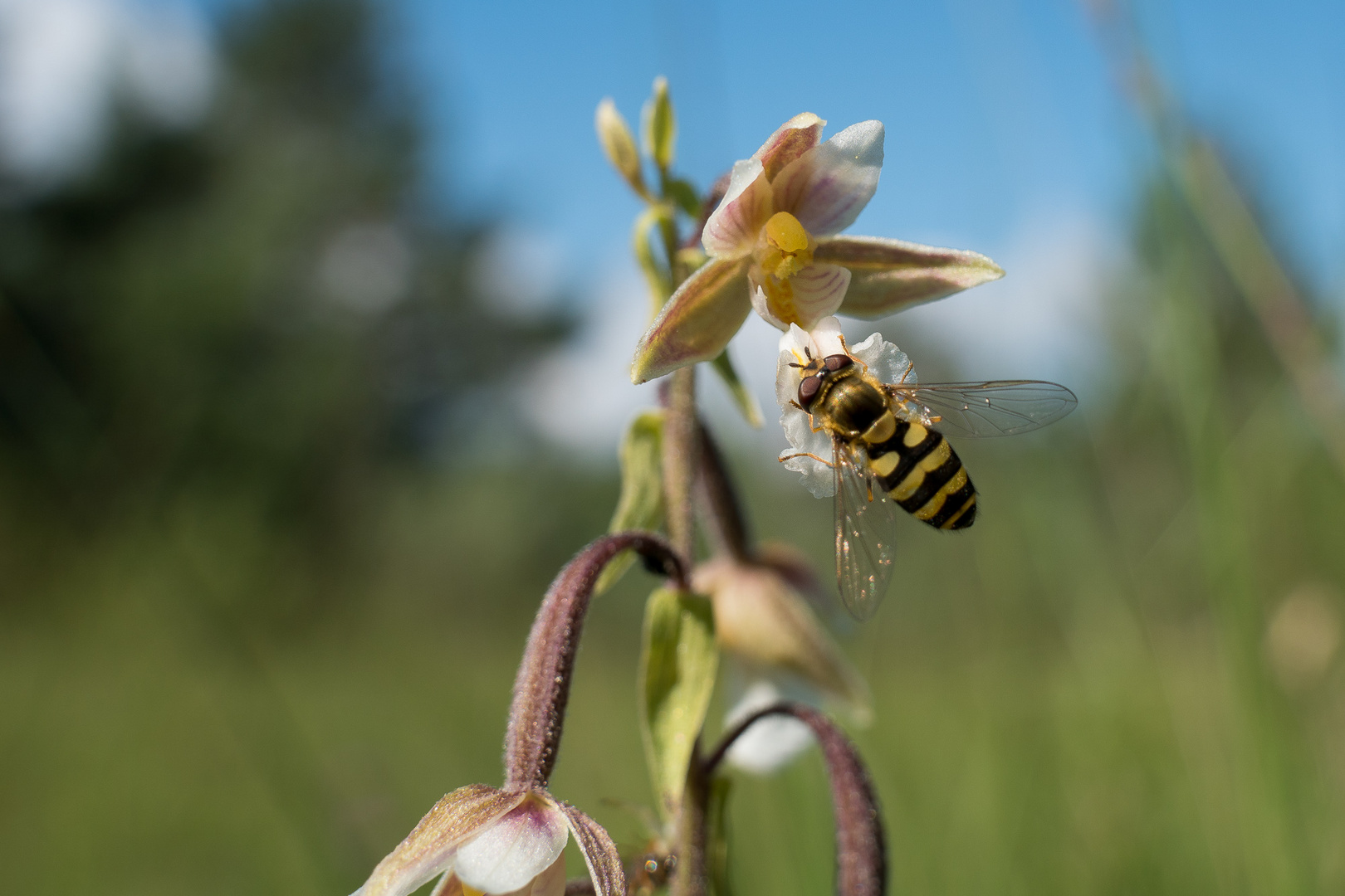 nascht an der Epipactis palustris