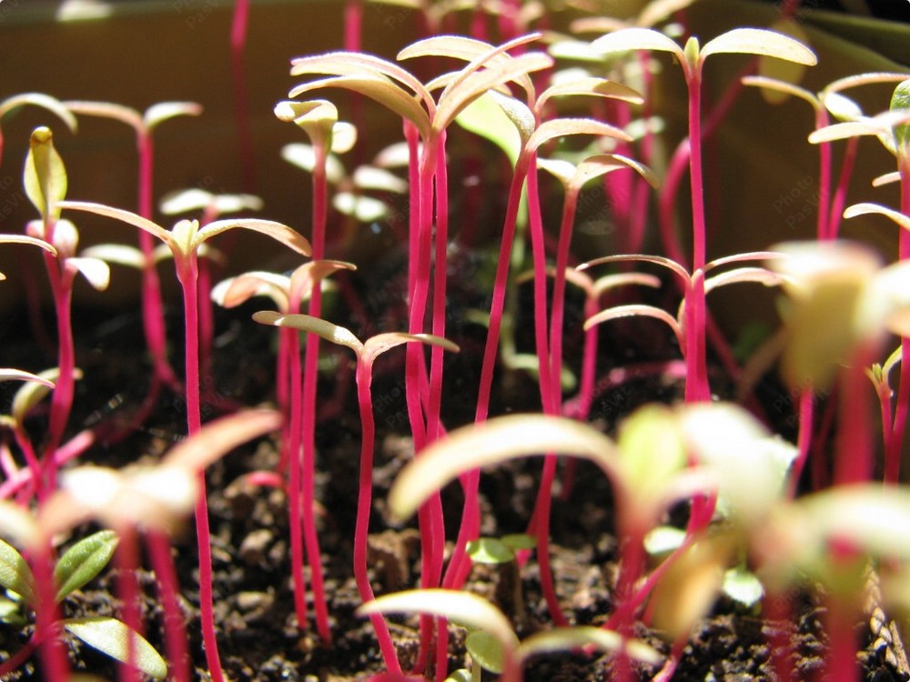 Nascita di amaranti (Amaranthus cruentus)