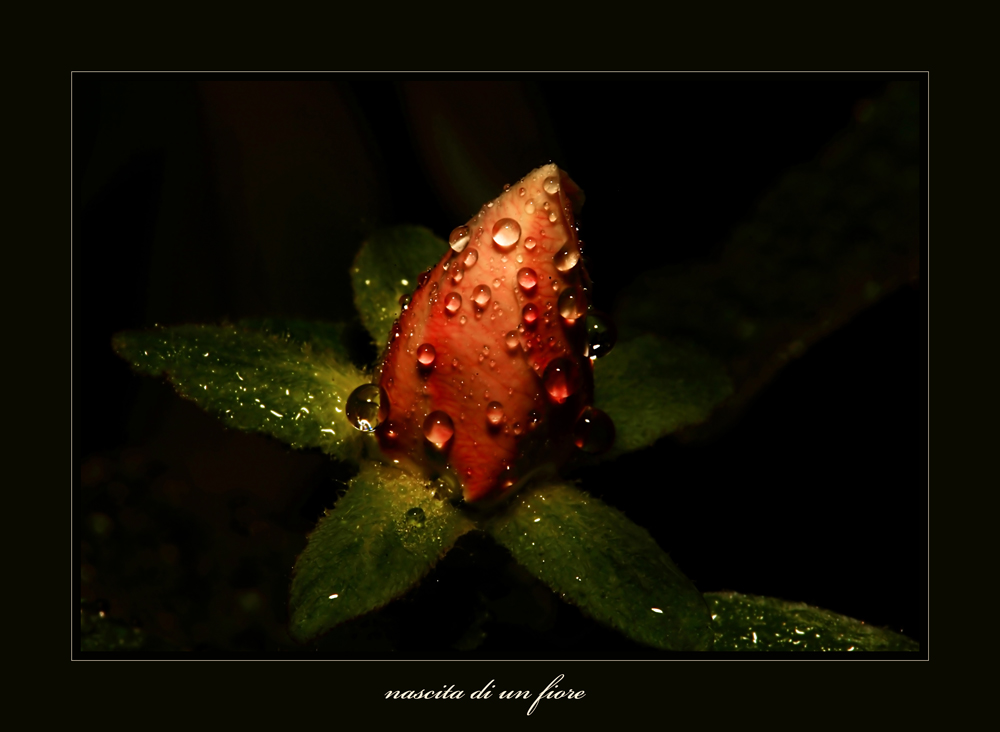 nascita di un fiore