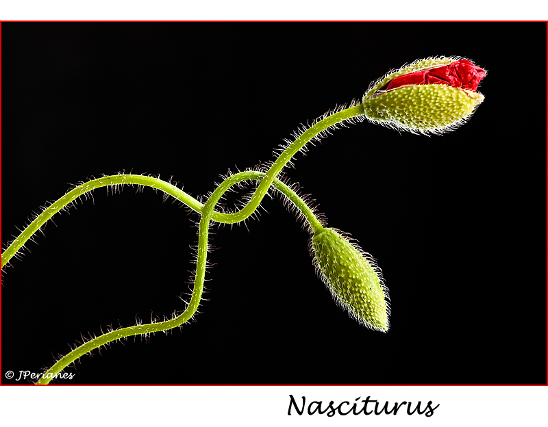 Nasciturus