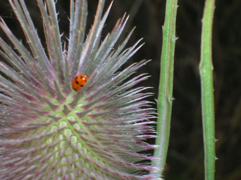 Nascondiglio naturale