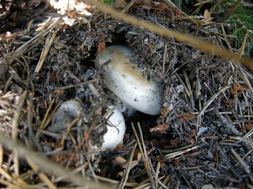 Nascondiglio per funghi