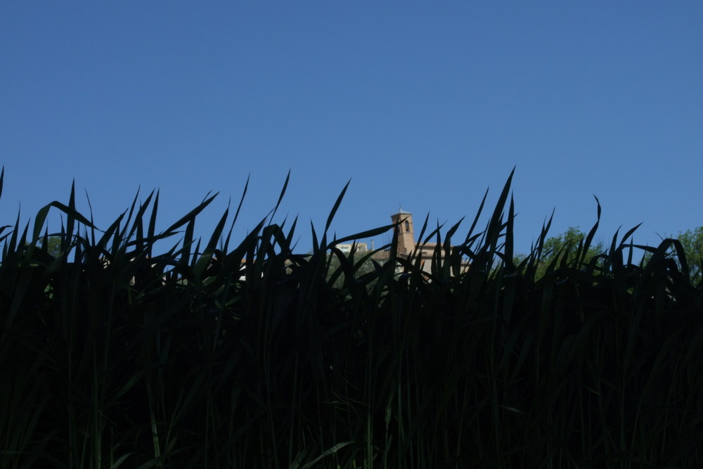 Nascosta dal grano