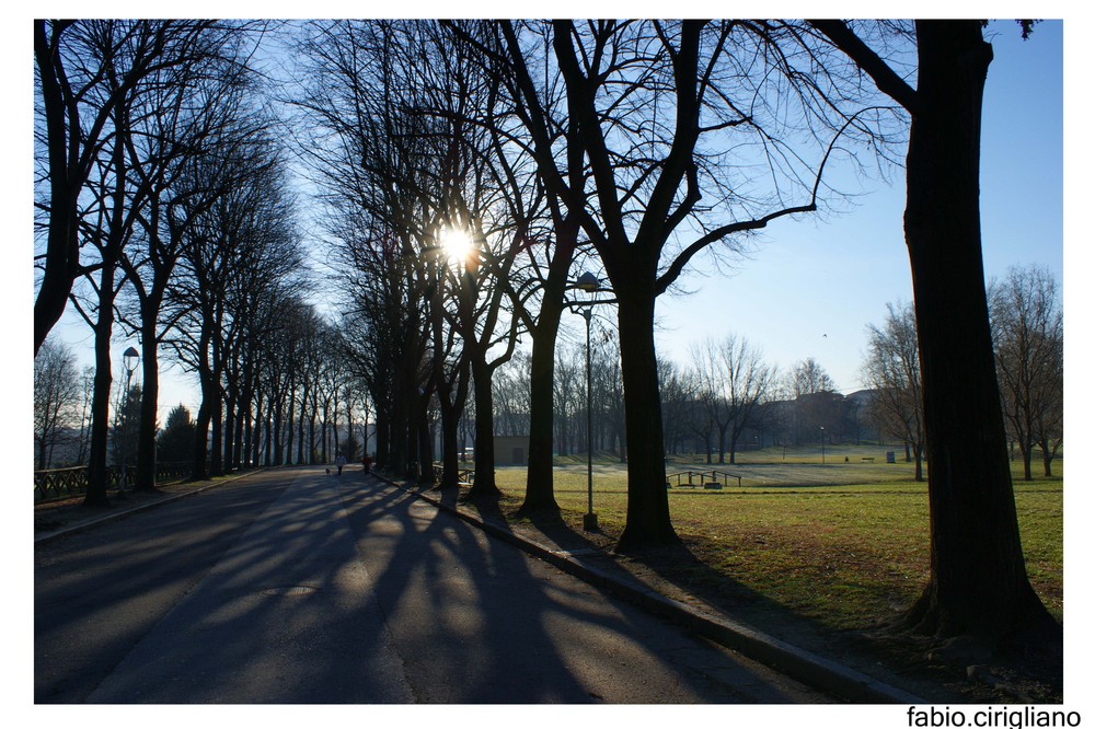 nascosto tra gli alberi