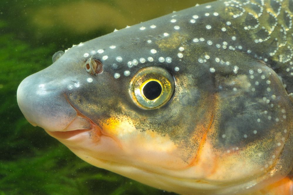 Nase Foto & Bild tiere, wildlife, fische Bilder auf
