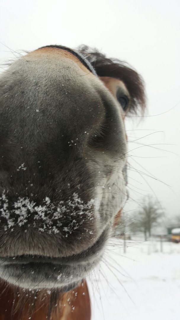 Nase im Schnee