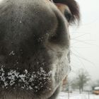 Nase im Schnee