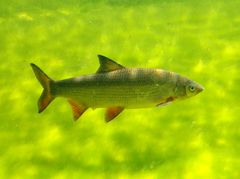 Nase im Teich-Aquarium