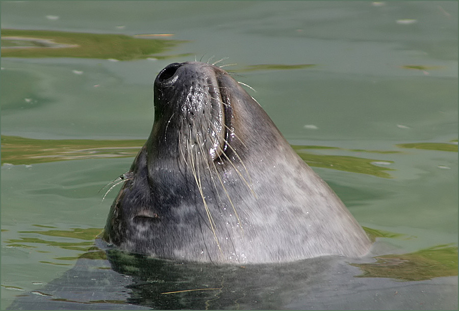 Nase im Wind