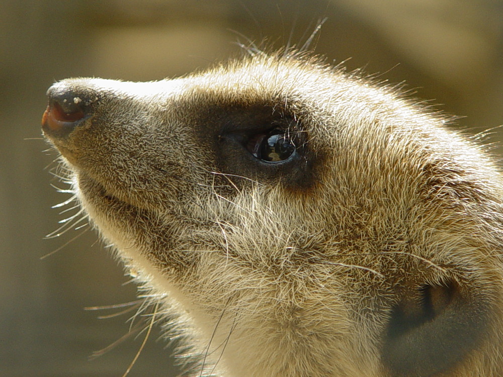 Nase im Wind!