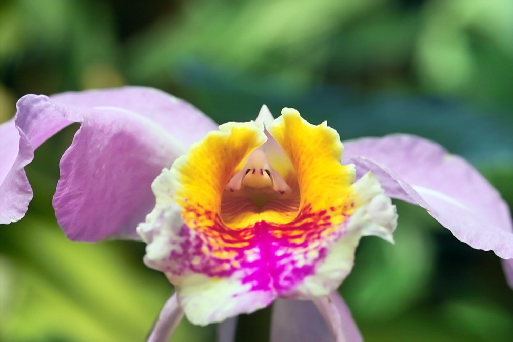 Nase in Orchidee verloren?