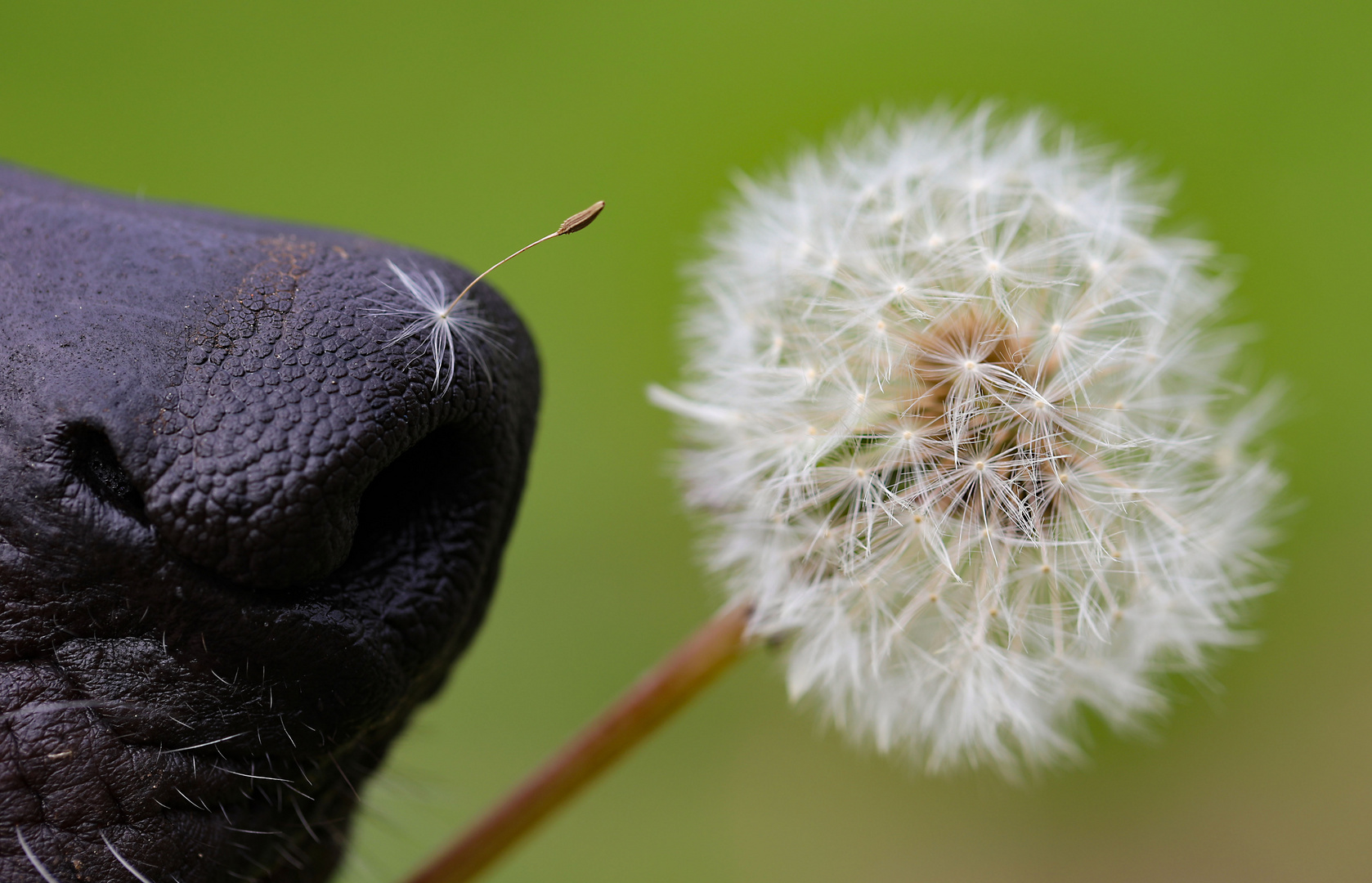 Nase trifft Pusteblume