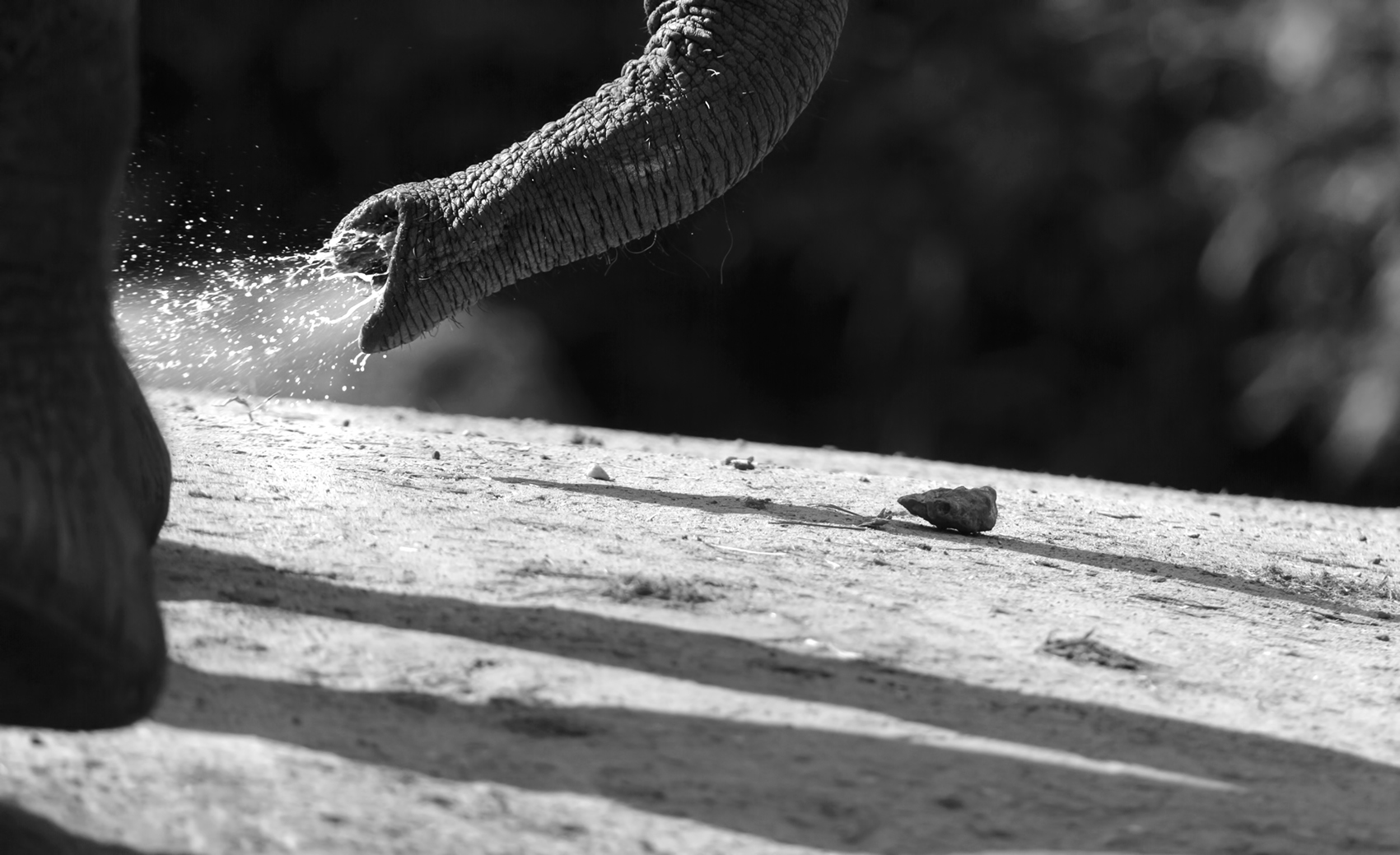 Nasen Foto & Bild asien, natur, tod Bilder auf