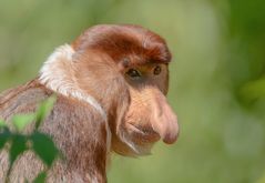 Nasenaffe