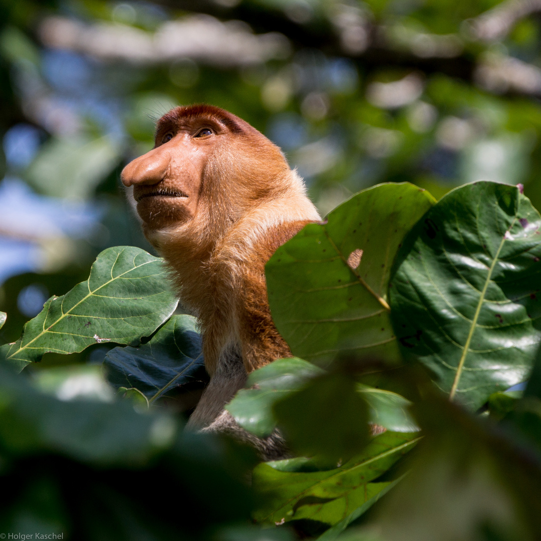 Nasenaffe auf Borneo