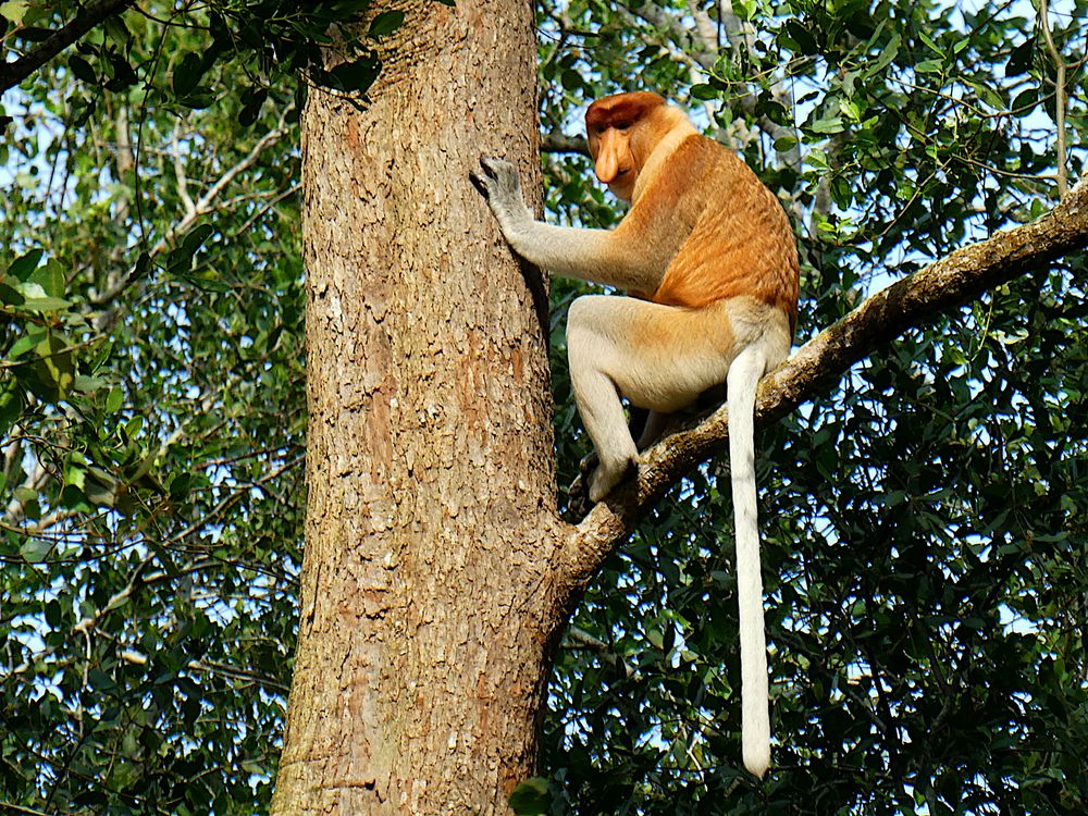 Nasenaffe auf Borneo