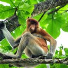 Nasenaffe auf Borneo / Malaysia im Bako Nationalpark