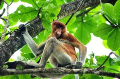 Nasenaffe auf Borneo / Malaysia im Bako Nationalpark