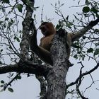 Nasenaffe im Bako-Nationalpark auf Borneo 2004