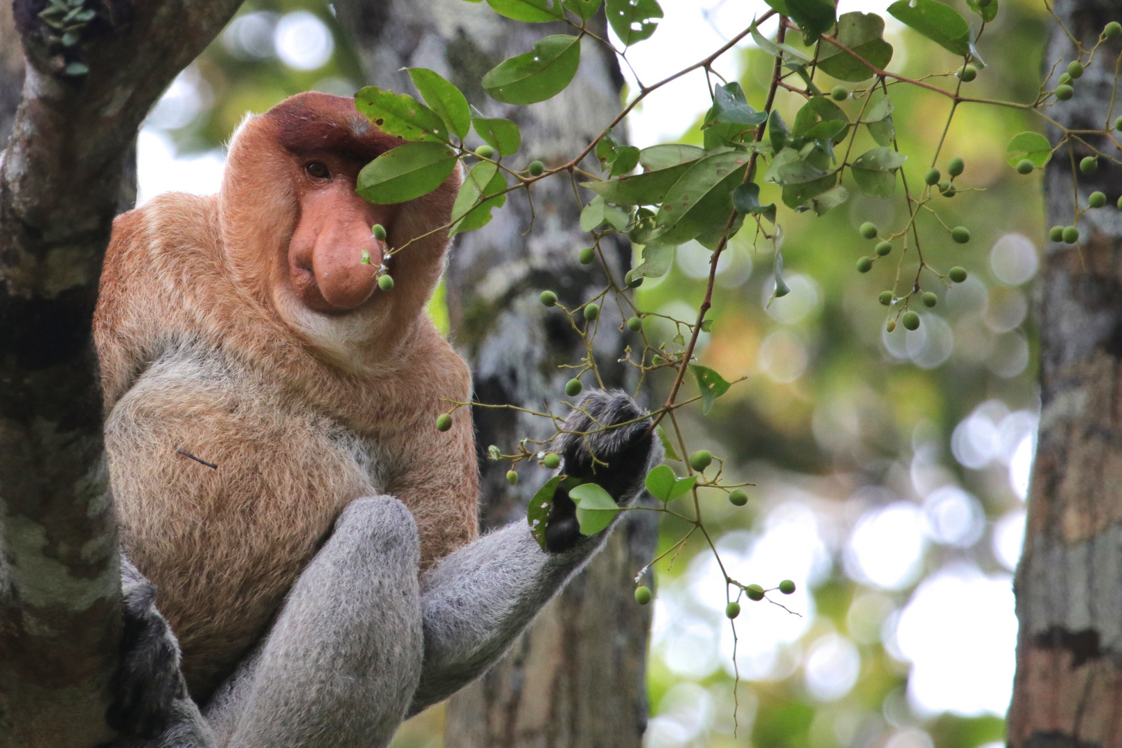 Nasenaffe (Nasalis larvatus)