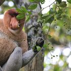 Nasenaffe (Nasalis larvatus)