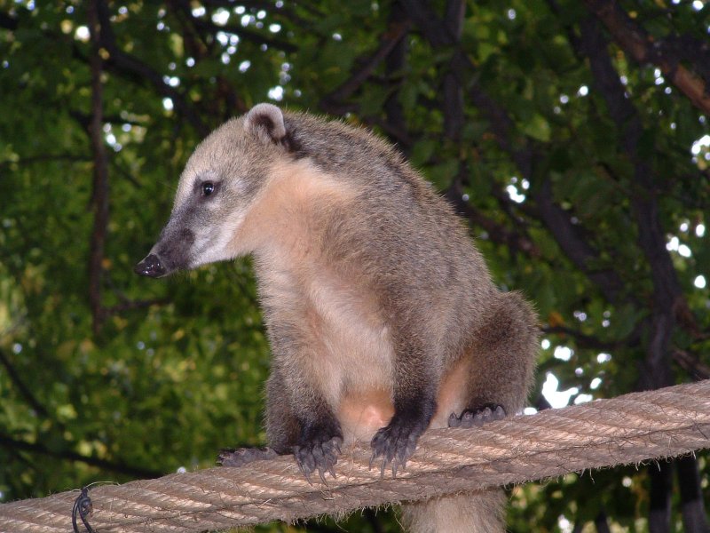 Nasenbär