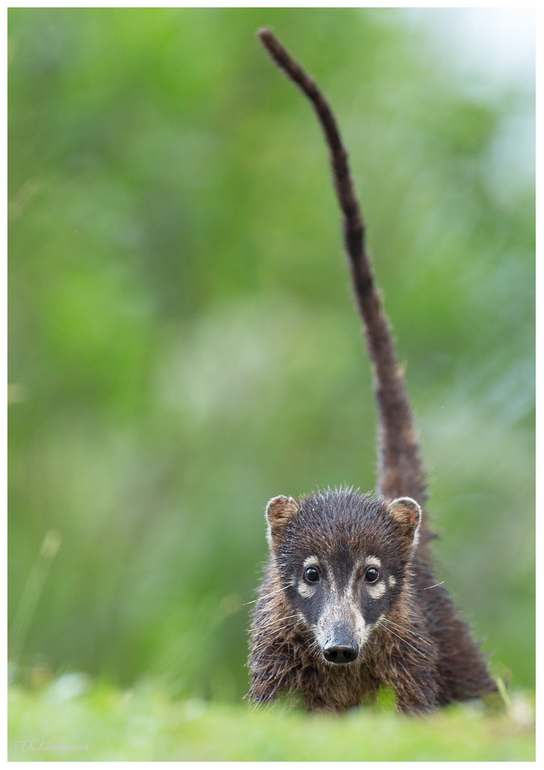 Nasenbär!!