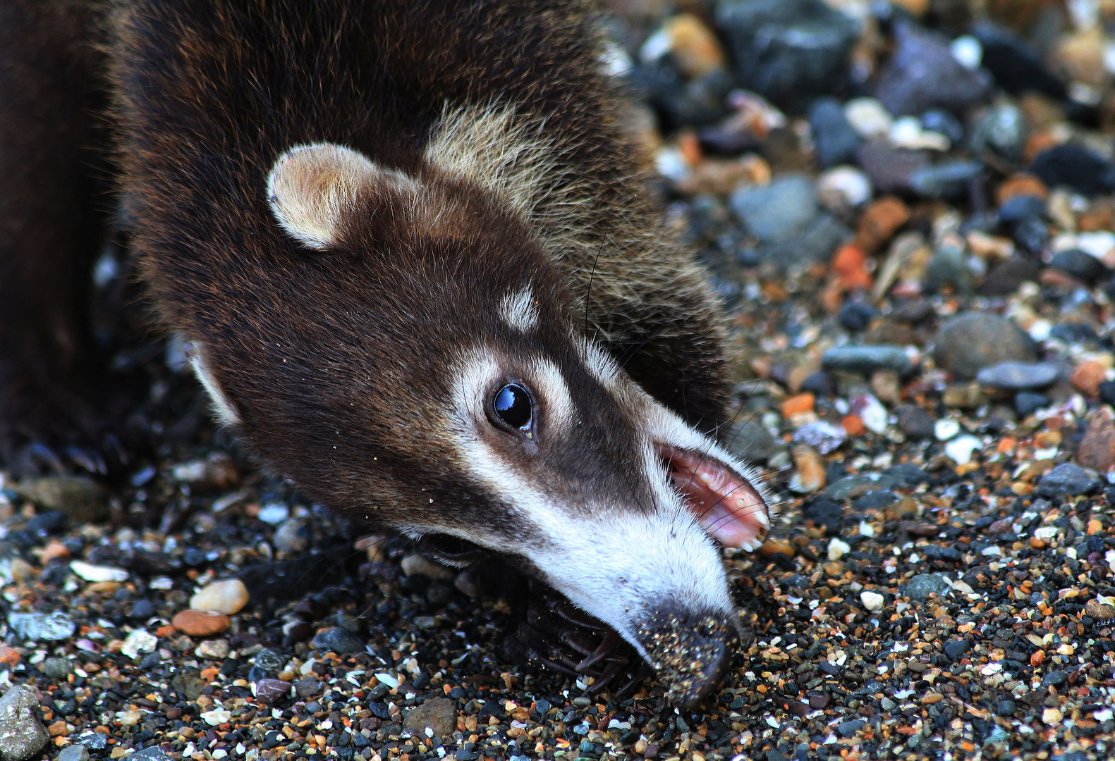 Nasenbär