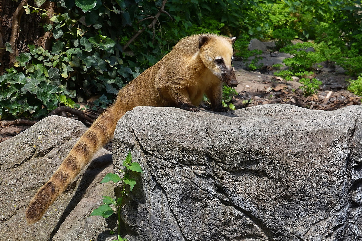 Nasenbär