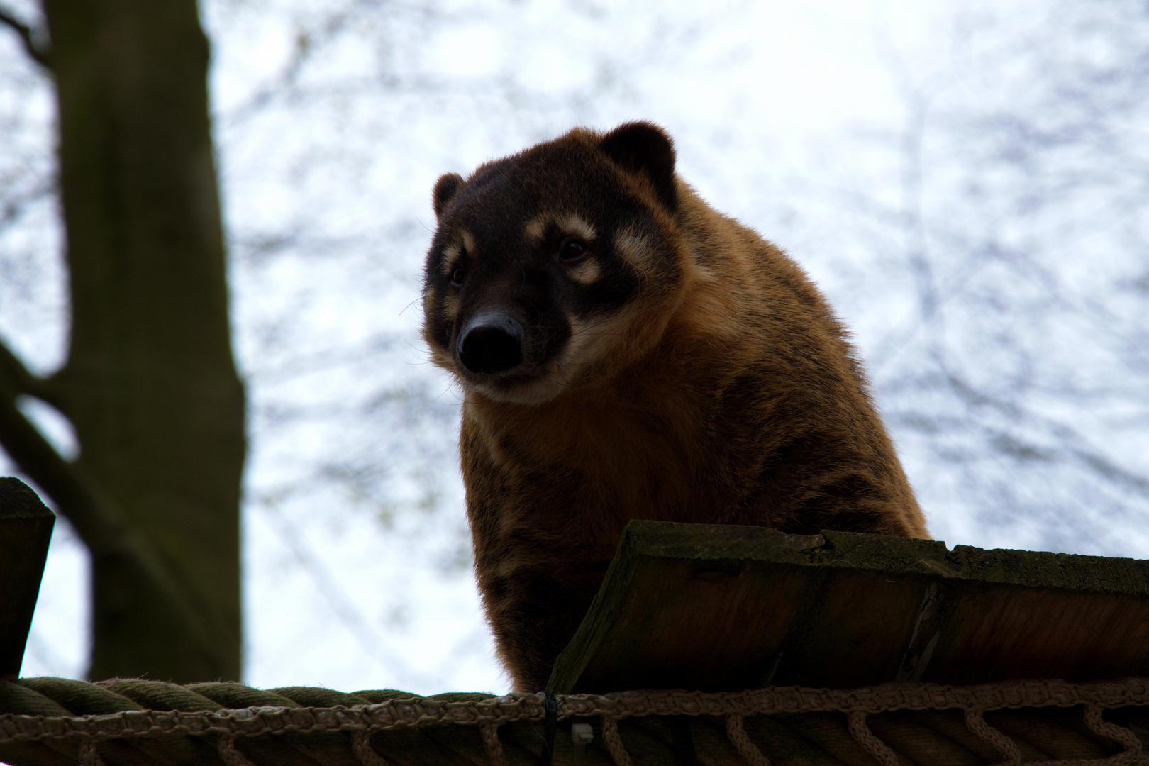 Nasenbär