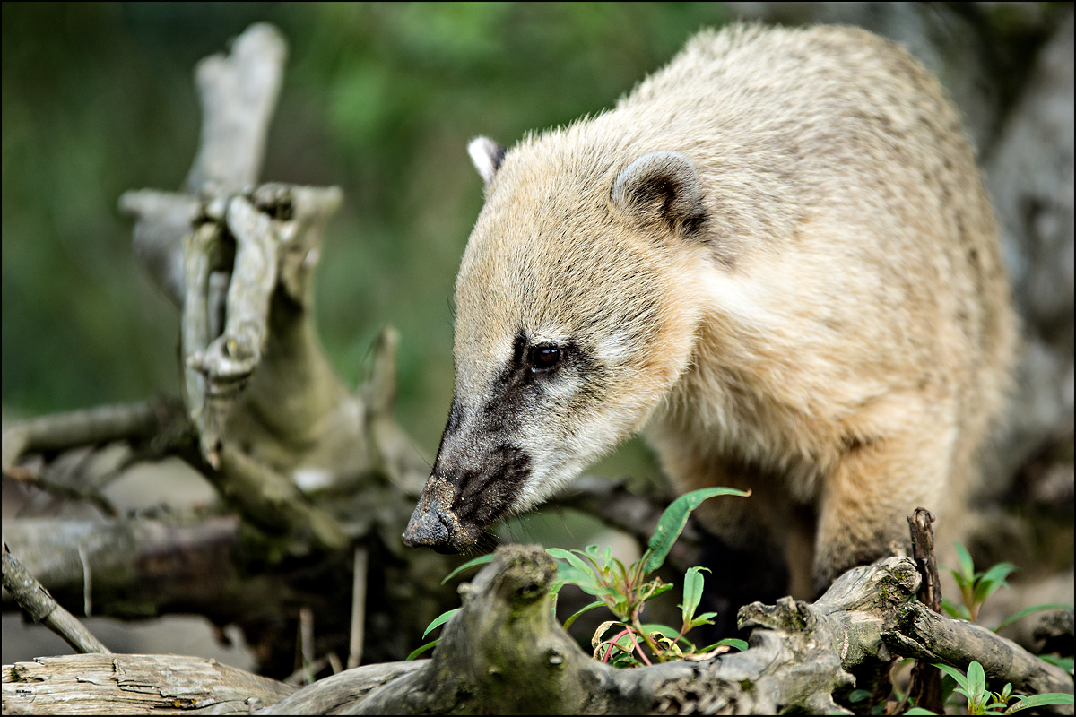 Nasenbär