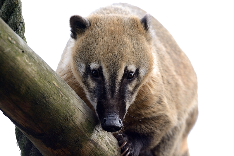 Nasenbär