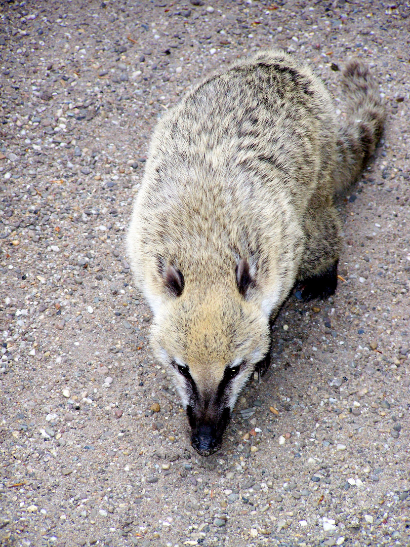 Nasenbär