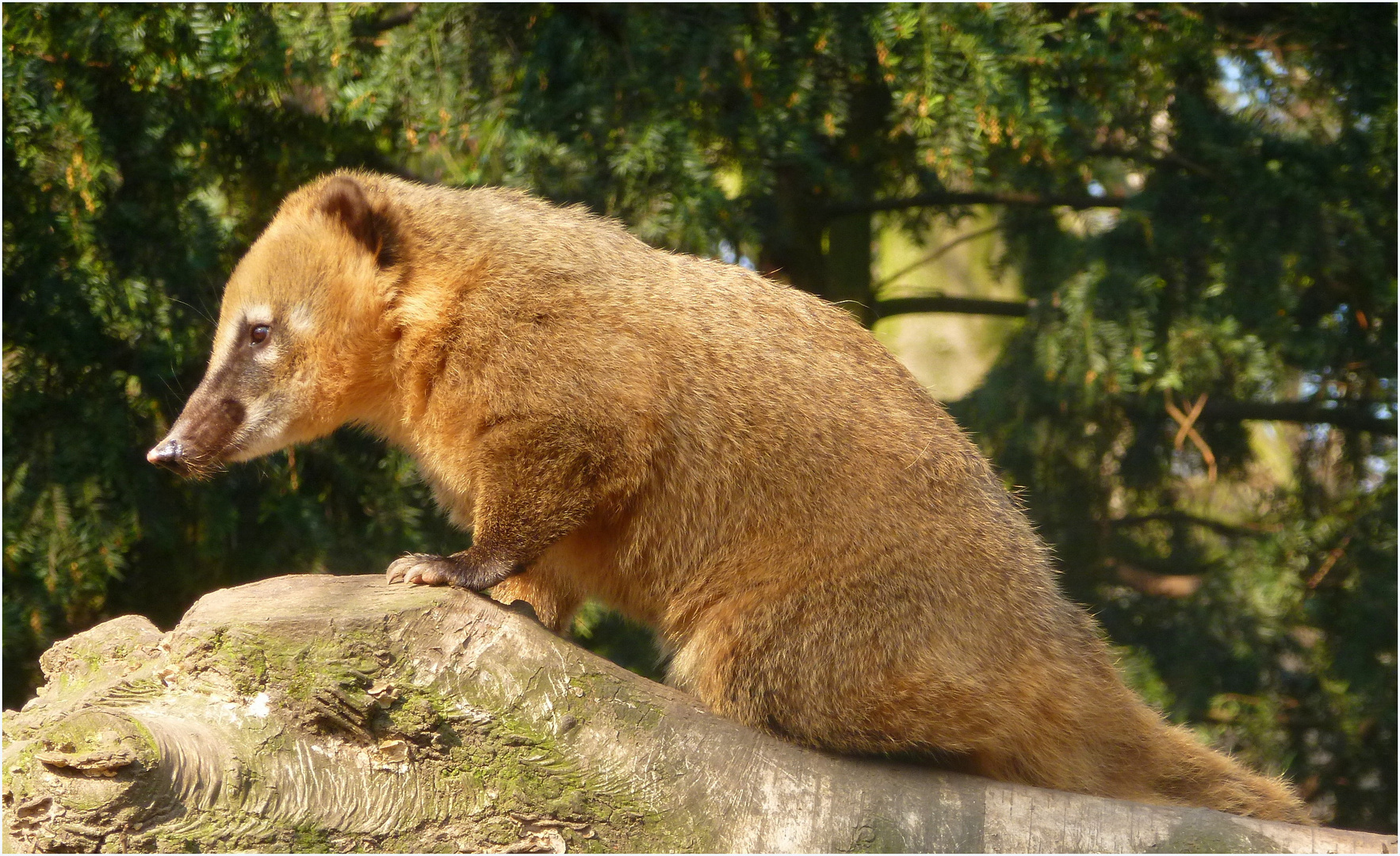 Nasenbär