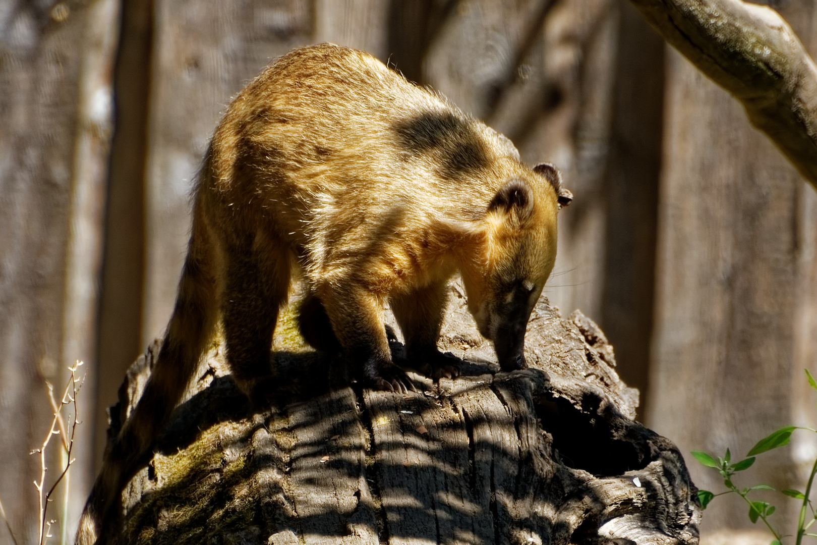 Nasenbär