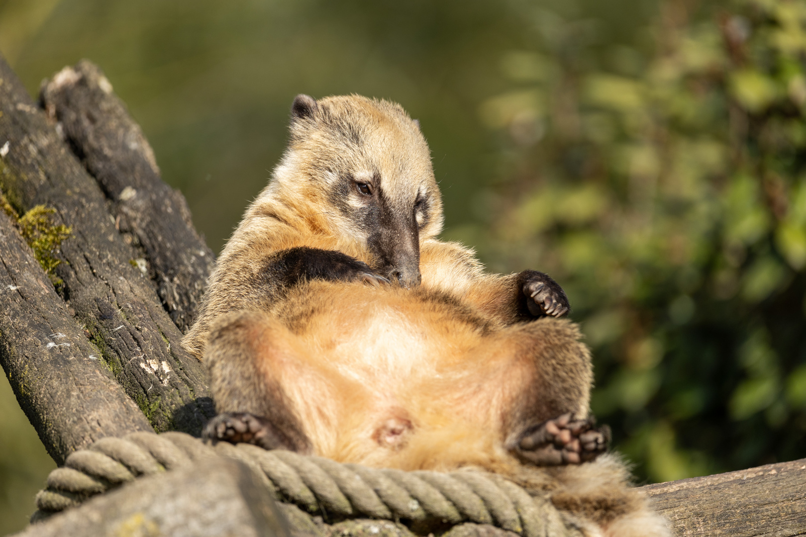 Nasenbär