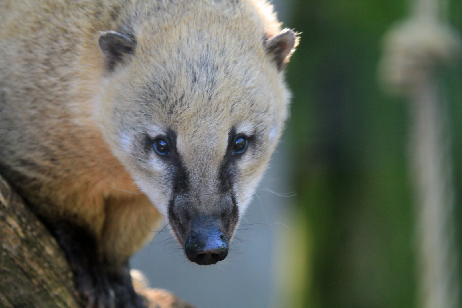 Nasenbär