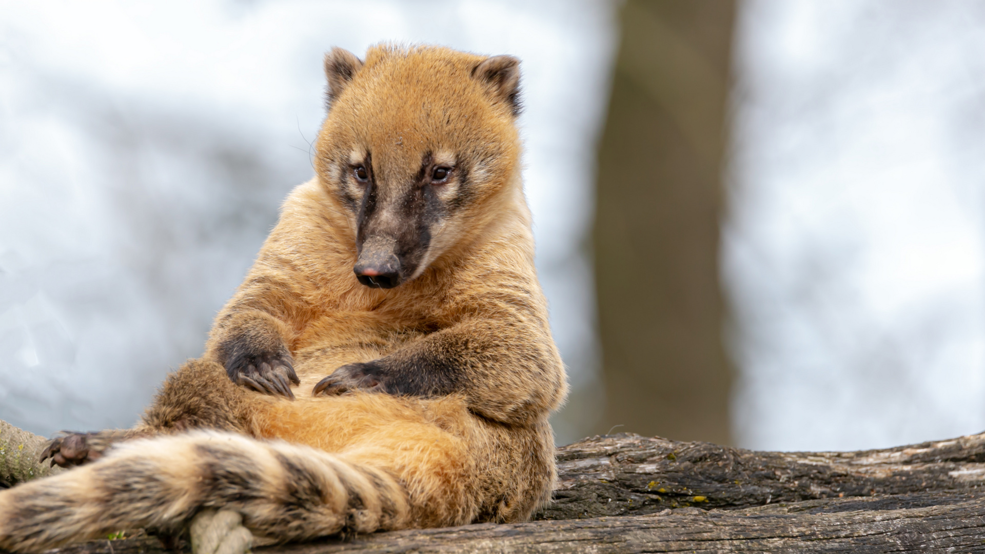 Nasenbär